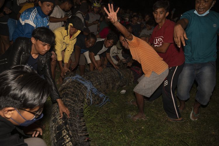 Warga berusaha menuntun buaya liar kembali sungai usai melepas ban bekas yang melingkar pada lehernya di Palu, Sulawesi Tengah, Senin (7/2/2022). Buaya liar tersebut berhasil dibebaskan dari ban bekas yang melilit lehernya sejak 2016 lalu dan dilepaskan kembali ke sungai yang menjadi habitatnya. 