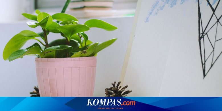 Benarkah Desain Rumah Hijau Lebih Efisien? Temukan Jawabannya