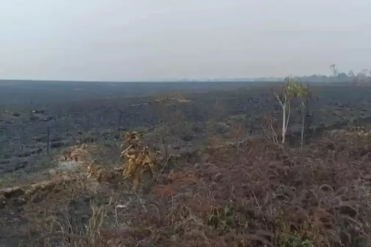 Padang Teletubbies Fakfak Hangus Akibat Karhutla, 17 Distrik Diselimuti Kabut Asap