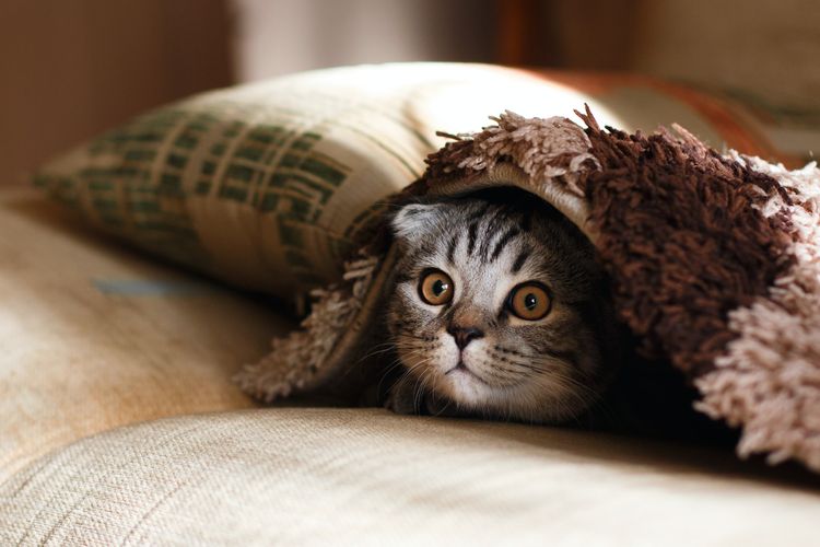 Ketika kucing menatap kita tanpa berkedip sambil bersembunyi, itu tanda kucing tengah ketakutan.