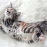 7 Posisi Tidur Kucing yang Paling Umum dan Maknanya