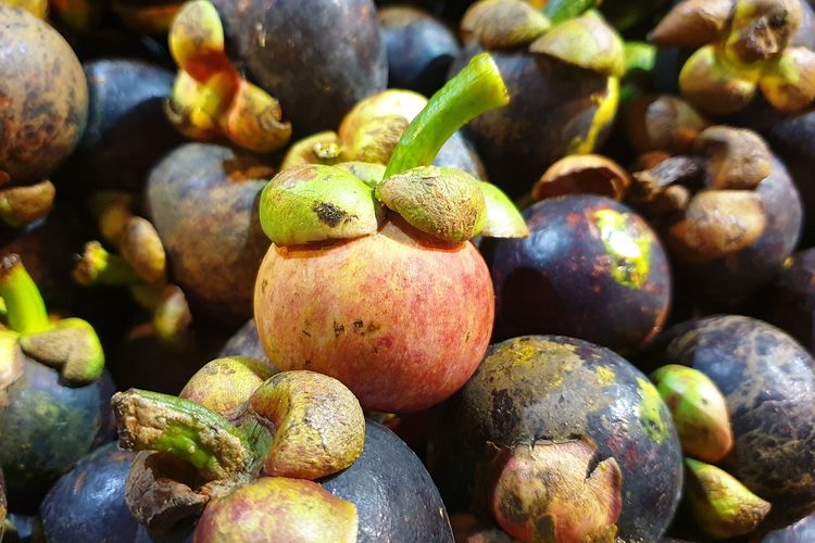 Ilustrasi buah manggis.