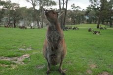 Asyiknya Bermain dengan Kanguru dan Wombat Tersohor di Dunia