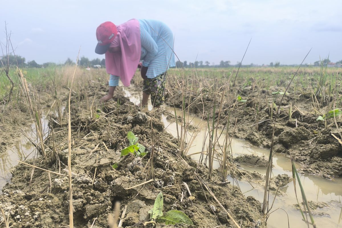 Petani menanam bibit keempat kalinya setelah gagal akibat cuaca di Desa Laden, Pamekasan, Minggu (22/6/2025)