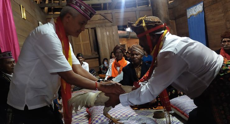 Capres Ganjar Pranowo Disambut dengan Seekor ayam Jantan di Rumah Adat Ruteng Puu Manggarai NTT