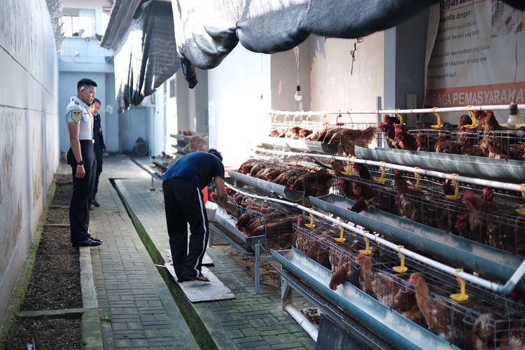 Lahan Sempit di Lapas Tabanan Disulap Jadi Peternakan Ayam, Hasilkan 90 Telur Sehari