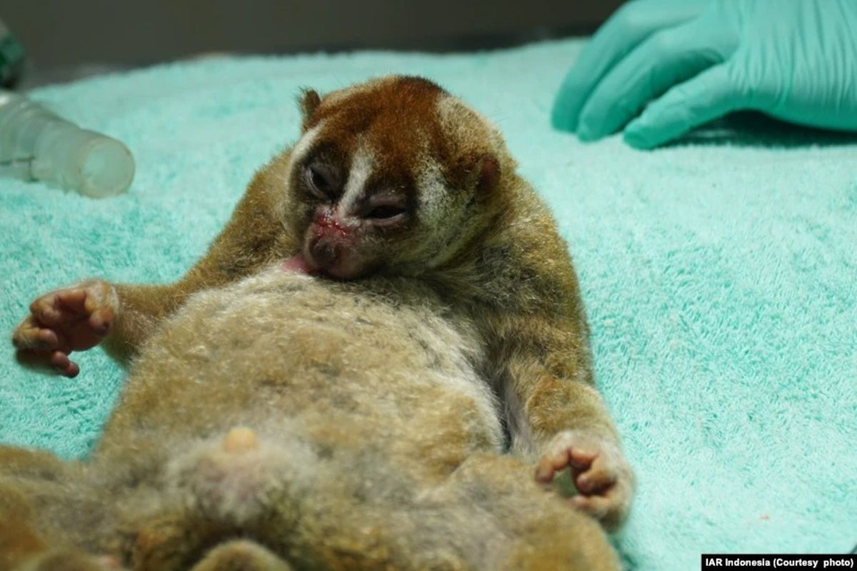 Gipo, kukang Sumatra di meja operasi. Enam kukang sumatera yang dinyatakan sehat dilepasliarkan ke habitat alami di area hutan Lampung Tengah untuk konservasi. 
