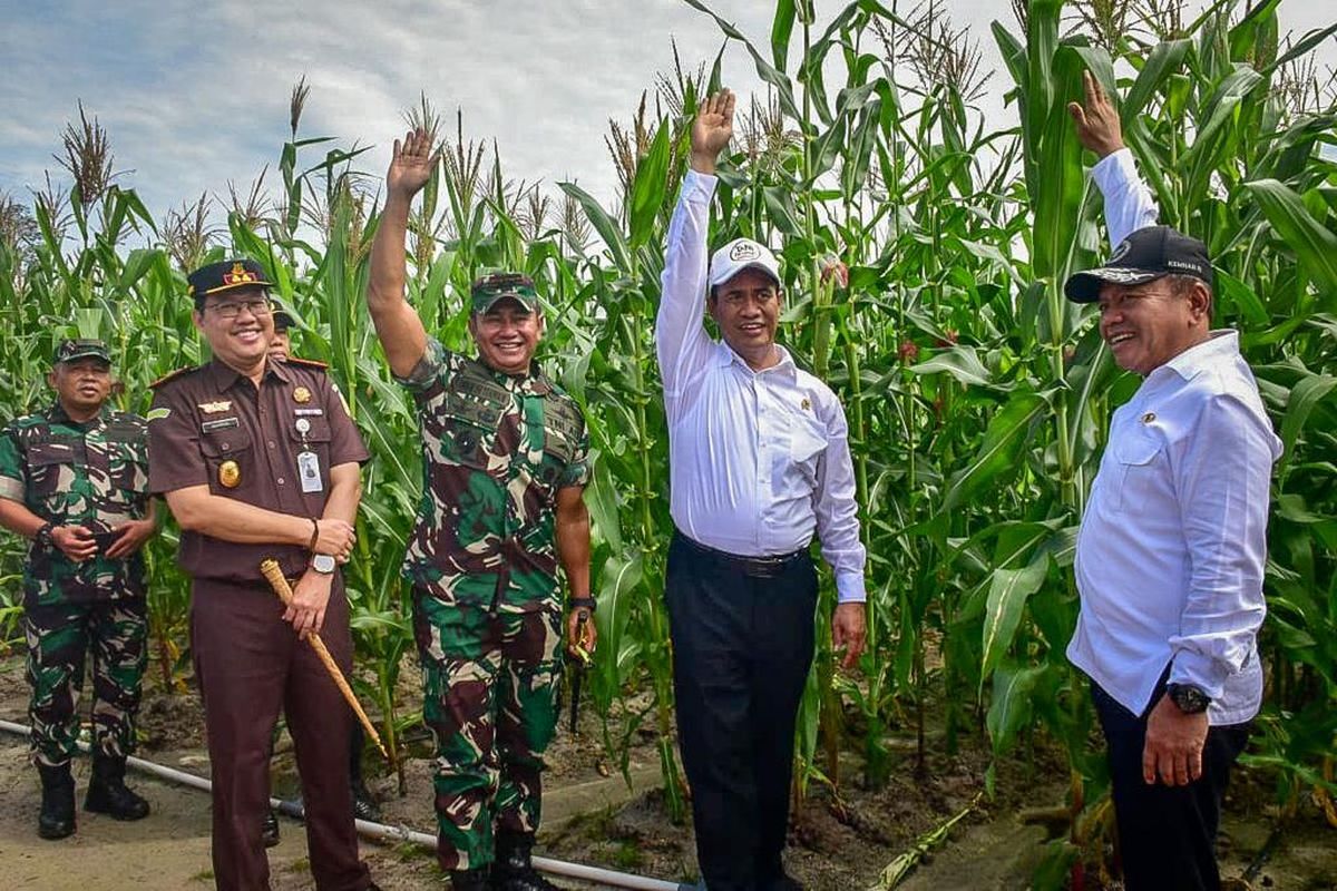Pengembangan tanaman jagung pada lahan food estate Gunung Mas, Kalimantan Tengah sudah tumbuh setinggi orang dewasa.

