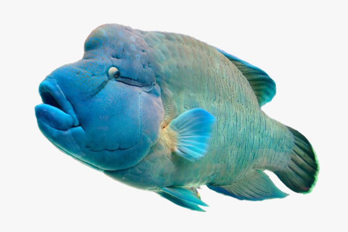 Ilustrasi Ikan napoleon (Cheilinus undulatus),
