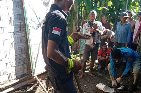 Teror Ular Piton Resahkan Warga di Tuban, Ayam Ternak Dimangsa