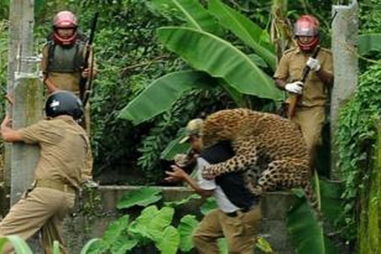 Dalam foto ini terlihat seekor macan tutul menerkam seorang polisi di sebuah desa di Bengal Barat India pada 2011. Polisi akhirnya menembak mati hewan buas itu. Semakin sempitnya habitat hidupnya membuat hewan-hewan buas di India kerap memasuki perkampungan.