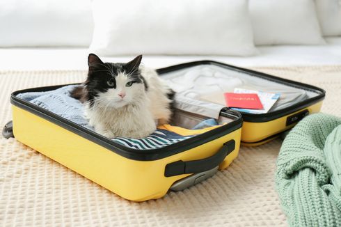 Mudik Bawa Kucing Naik Pesawat, Ini Syarat dan Prosedurnya