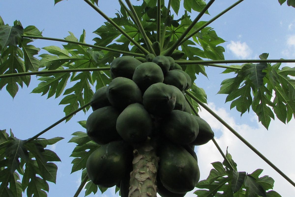 Ilustrasi pohon pepaya