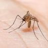 3 Ciri-ciri Nyamuk Malaria
