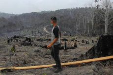 Antisipasi ISPA, Dokter Periksa Orangutan yang Terpapar Asap Kebakaran di Samboja