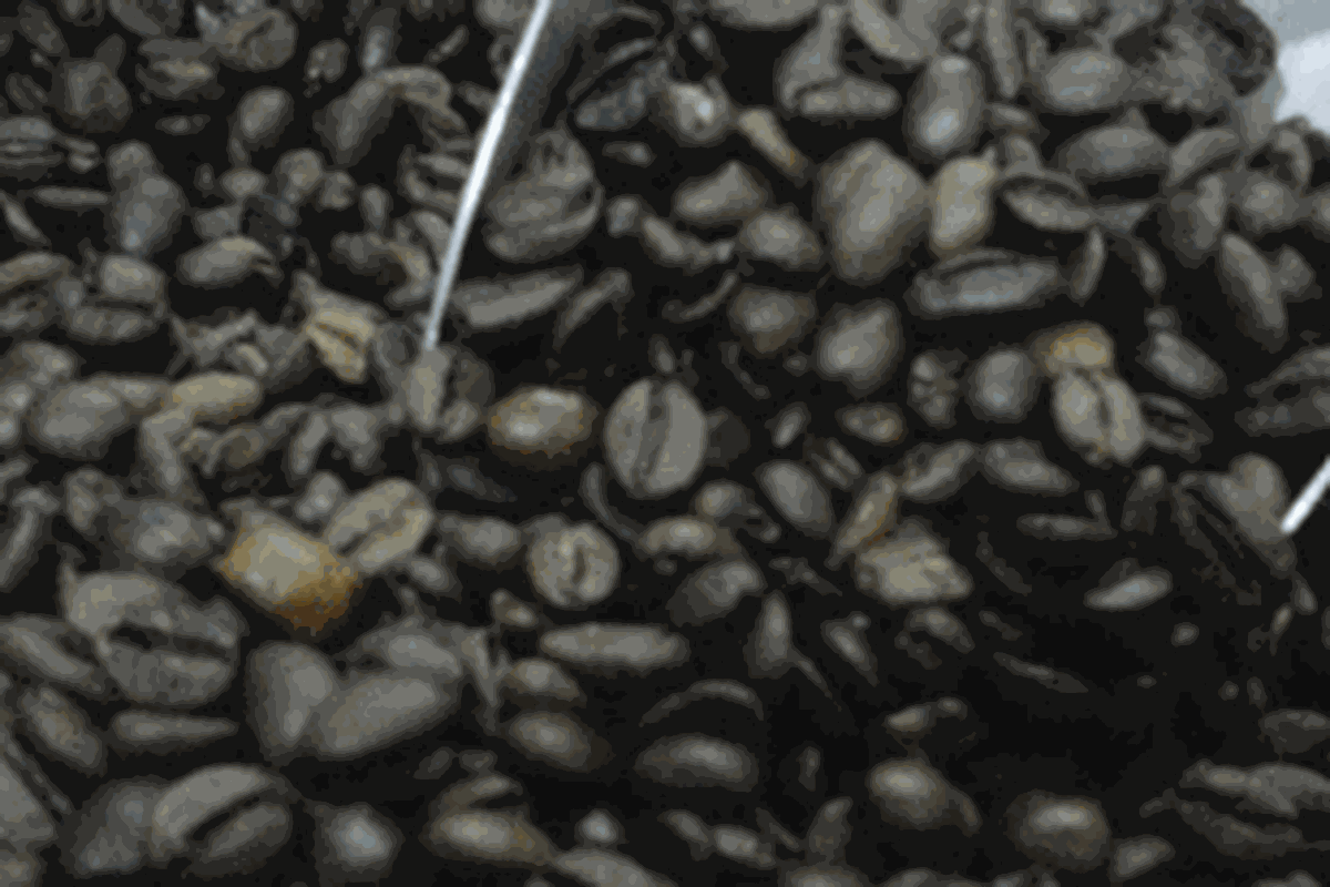 ILUSTRASI - Biji kopi arabika