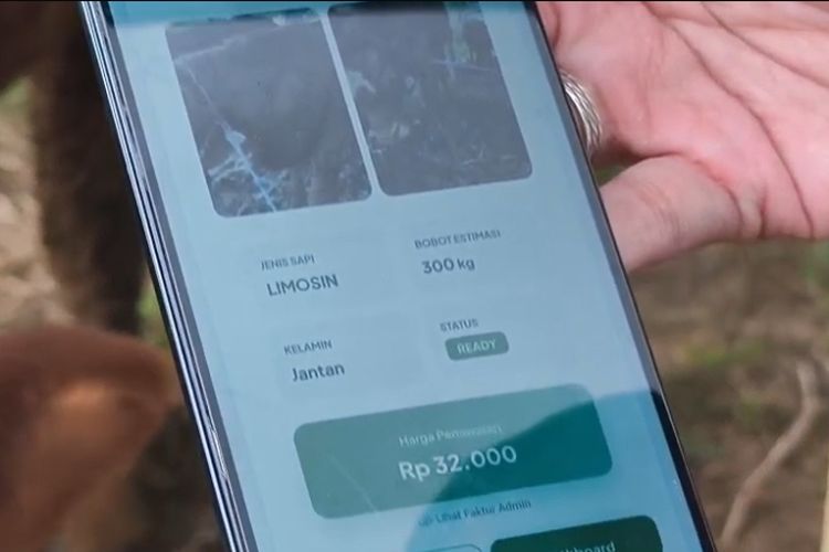 Pedagang Sapi di Sukabumi Gunakan Teknologi AI Untuk Tahu Detail Data Hewan Qurban