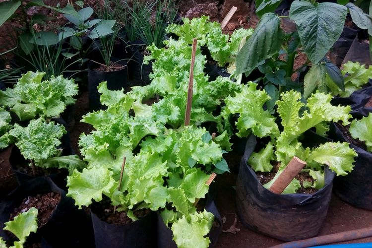 Ilustrasi menanam selada di polybag. 