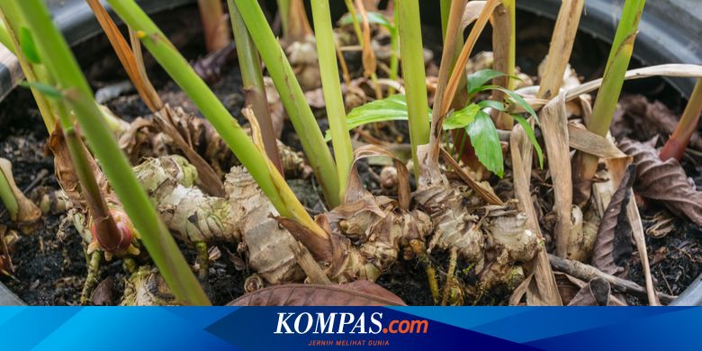 Banyak Manfaat Ini 7 Alasan Untuk Mencoba Tanam Jahe Merah Di Rumah Halaman All Kompas Com