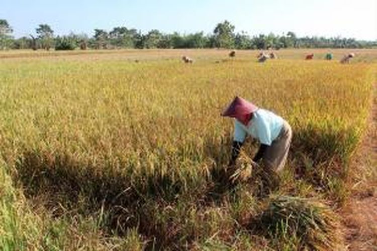 Ilustrasi sawah, areal pertanian padi. Gambar diambil pada 24 Oktober 2012 di wilayah pulau Buru, Maluku.