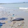 Lumba-Lumba Sepanjang 1 Meter Mati Terdampar di Pesisir Branta Pamekasan