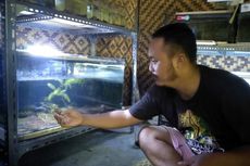 Banyak di Rumah karena Pandemi, Warga Gunungkidul Sukses Bisnis Ikan Predator