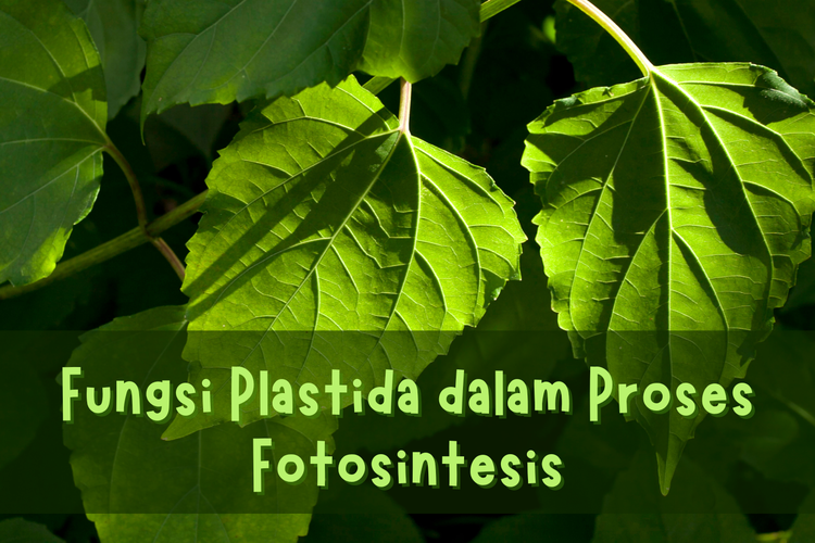 Ilustrasi Fungsi Plastida dalam Proses Fotosintesis