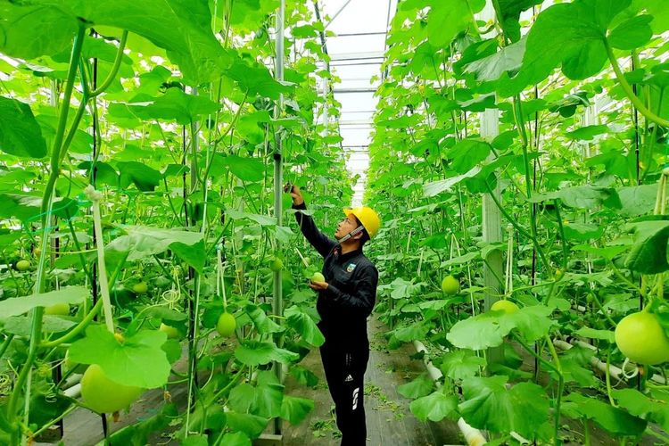 Panas Bumi Tak Sekadar Listrik, Peluang Ekonomi Masyarakat Terbuka