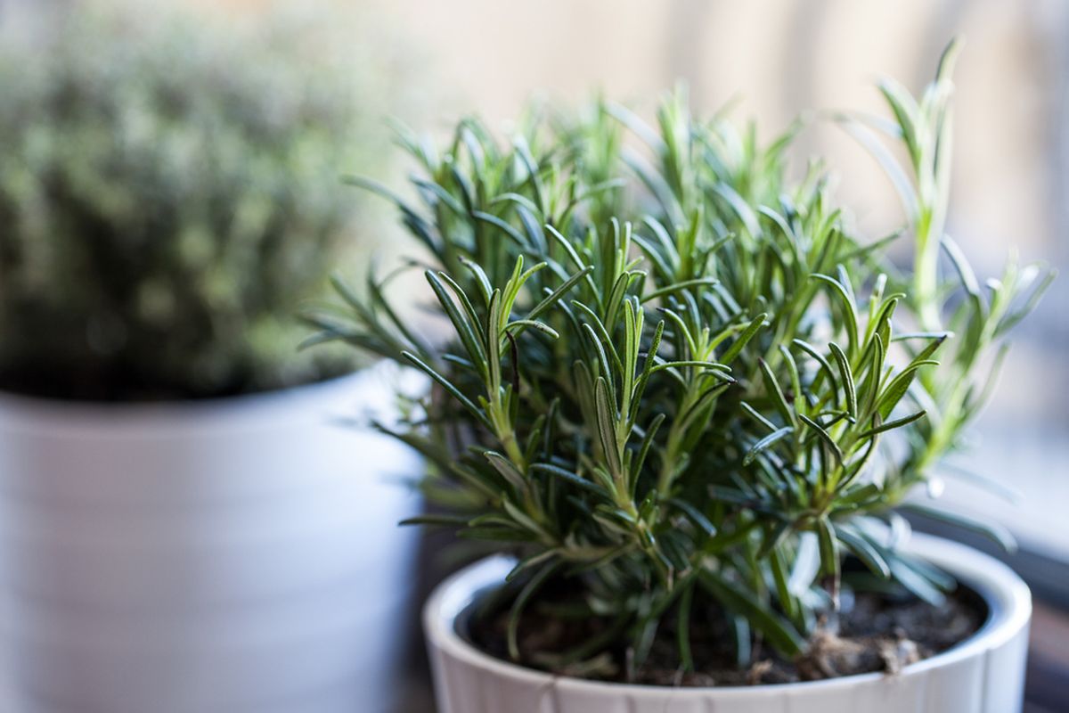 Ilustrasi tanaman rosemary, daun rosemary.