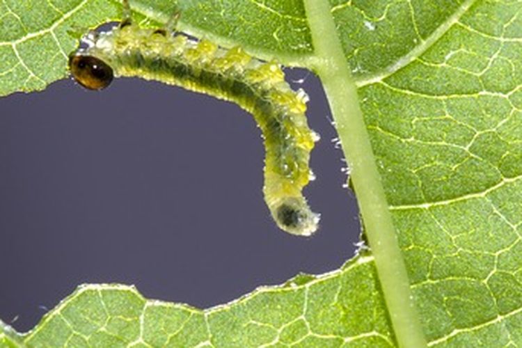 Ilustrasi ulat pada tanaman