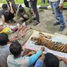 Sadisnya Manusia, Harimau Sumatera Dibunuh dan Dikuliti di Rokan Hulu Riau