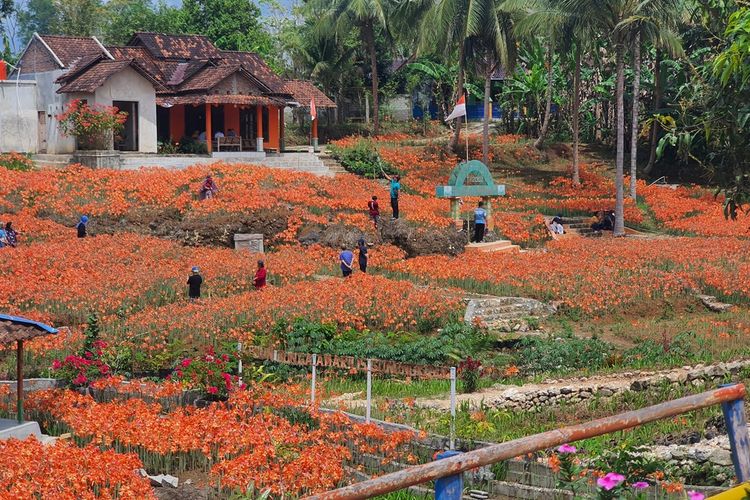 Kebun Bunga Amarilis di Patuk, Gunungkidul, DI Yogyakarta. Minggu (4/9/2022)