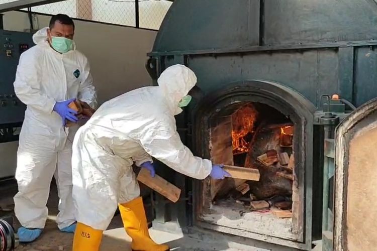 500.000 Ekor Babi di Bali Diperkirakan Mati Akibat Demam Afrika, Peternak Merugi Rp 2 Triliun Lebih