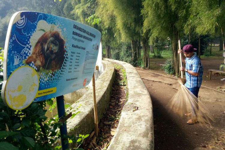 DJ (27), pelempar rokok ke orangutan di Bandung Zoo pasrah menerima sanksi sosial dengan menjadi petugas kebersihan di Kebun Binatang Bandung selama tiga hari. Setiap harinya, DJ menyapu halaman di sekitar area kandang Ozon selama tiga jam.