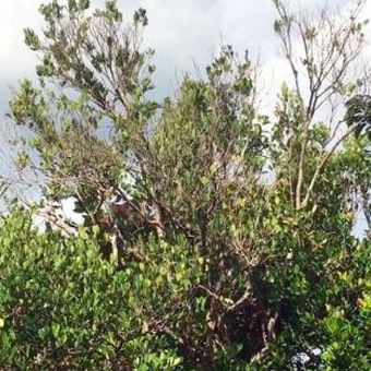 Taman Nasional Sebangau merupakan ekosistem rawa gambut yang menjadi habitat beragam fauna antara lain orangutan, bekantan, owa-owa, beruang madu, burung rangkong, monyet ekor panjang, juga 182 jenis burung dan 54 spesies ular.