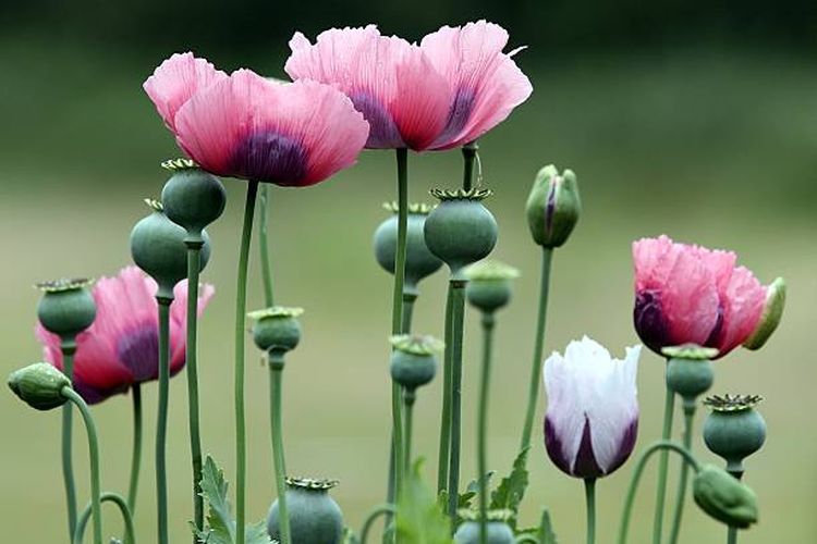 Ilustrasi tanaman poppy (Papaver somniferum) yang menghasilkan opium.