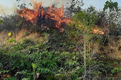 Api Melahap 30 Hektare Lahan di Berau, Kalimantan Timur