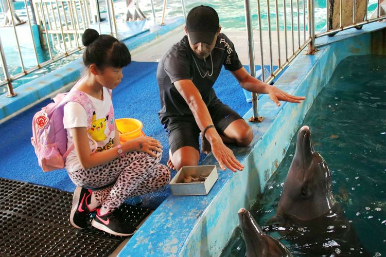 Wisatawan bersama lumba-lumba di ocean dream samudra.