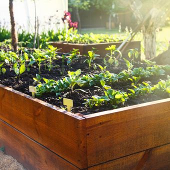 Ilustrasi menanam sayuran dengan metode raised bed. 