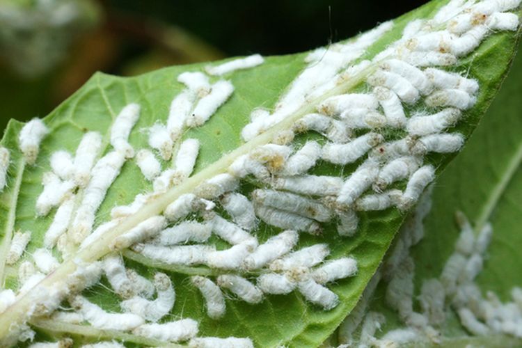 Ilustrasi kutu putih pada tanaman. 