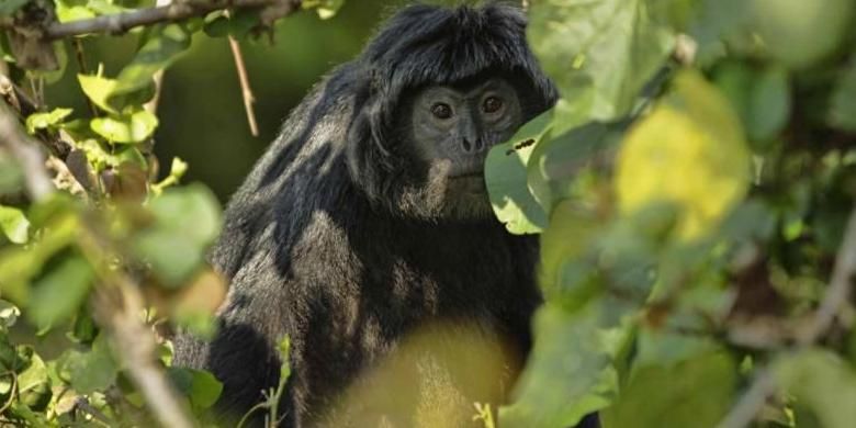 West Javan Ebony Langur atau Lutung Jawa (Trachypithecus auratus mauritius) di area Cagar Alam Pangandaran, Jawa Barat, Minggu (5/5/2013).