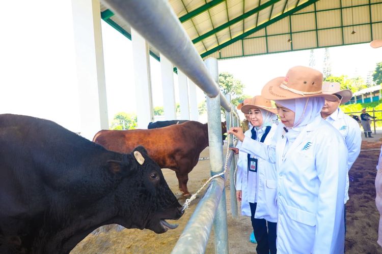 BBIB Malang Kembangkan Semen Beku Sapi Wagyu, Ekspor hingga 11 Negara