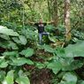 Wisata di Kampung Colol NTT, Lestarikan Kopi Juria Sebagai Warisan Leluhur