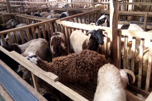 Daerah dengan Populasi Ternak Kambing dan Domba Terbesar di Indonesia