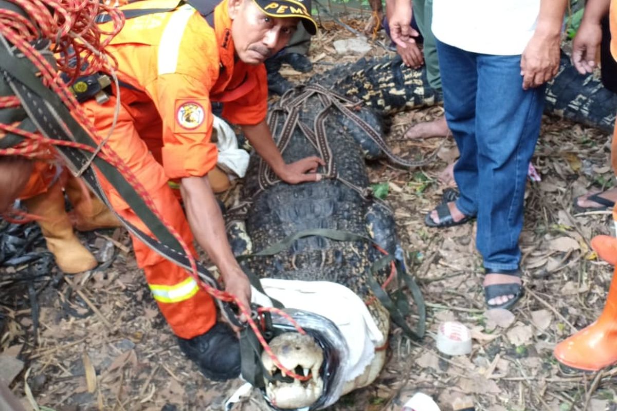 Buaya sepanjang 4 meter dievakuasi dari empang di Cipayung, Jakarta Timur, Senin (9/7/2018)