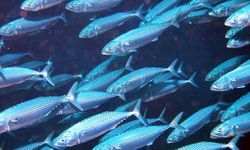Jaga Keberlanjutan Ikan Banyar, Kementerian KP Lakukan Riset dengan Analisis Otolith