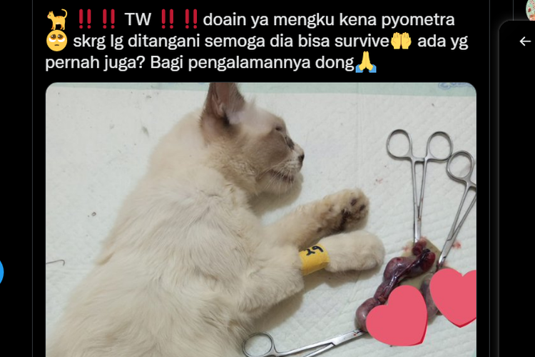 Tangkapan layar twit warganet soal kucing yang mengidap pyometra beredar di Twitter pada Kamis (29/12/2022).