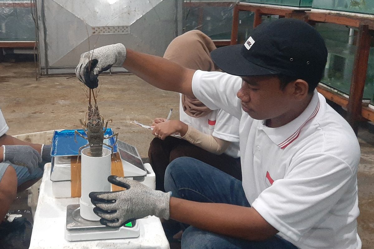 Pekerja PT Teras Samudra Sejahtera di pantai Desa Bangsring, Kecamatan Wongsorejo, Kabupaten Banyuwangi, Jawa Timur, menimbang lobster yang baru dipanen, Sabtu (2/4/2022).