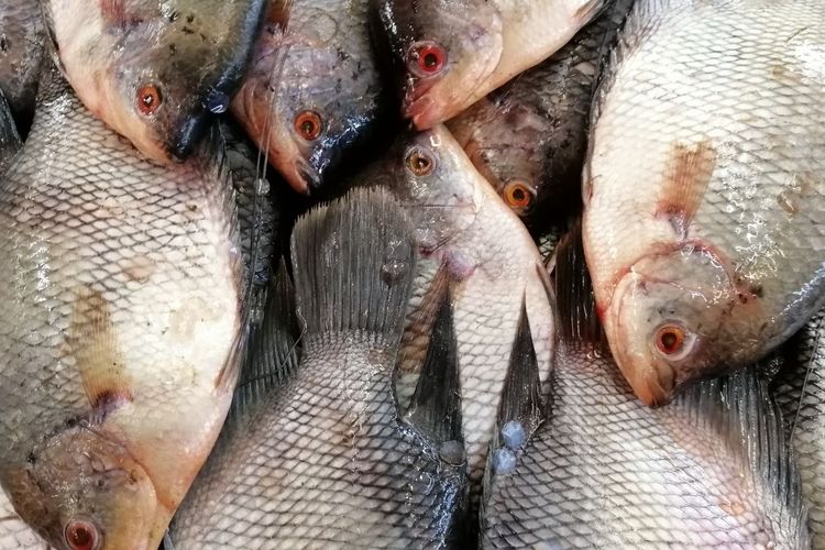 Ikan paling menguntungkan