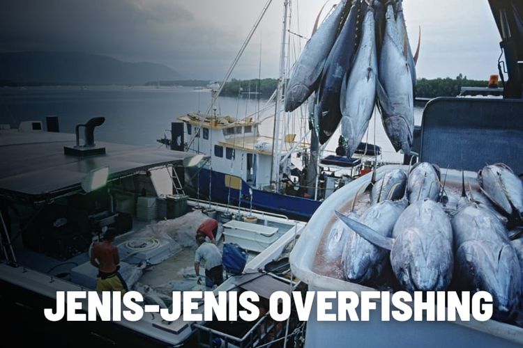 Kenali Jenis-jenis Overfishing dan Penjelasannya
